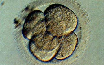 The ethics of genetically modified embryos