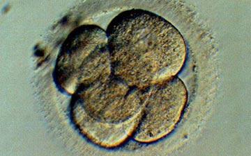 The ethics of genetically modified embryos