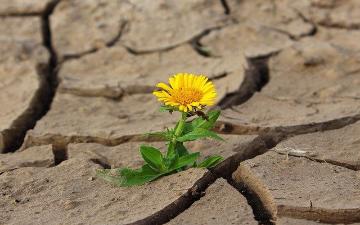 yellow flower emerging from dry cracked soil