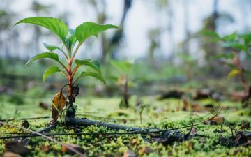 Close-up of a plant growing. Photo credits: Aiokr Chen/Unsplash 