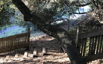 A wooden fence and trees near a body of water.