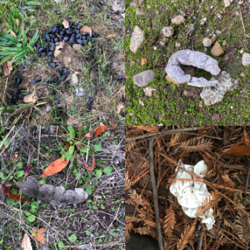 Various types of toilet paper litter in outdoor, grassy areas.