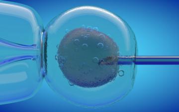 IVF cell and needle injecting, 3D CGI render with blue color, cell stung by a medical needle By Bruno R.B, Adobe Stock.