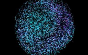 A fluorescent microscopy image of a brain organoid, a three-dimensional cluster of neural cells grown from stem cells in a dish. Image from Wikimedia Commons, CC BY-SA 4.0.
