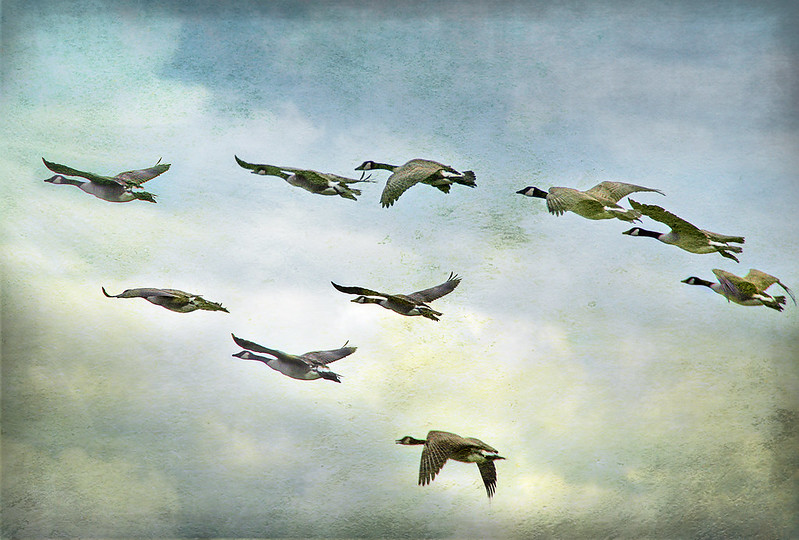 Wild geese in flight