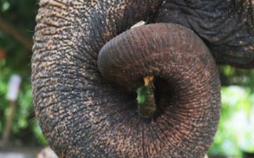 close up view of elephant trunk