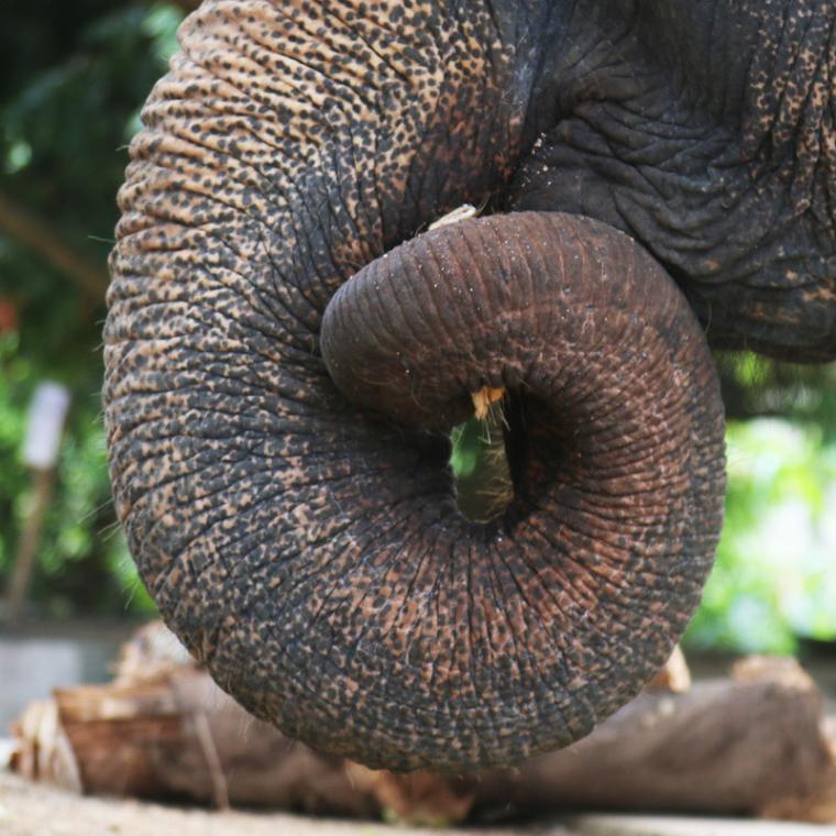 photo of elephant trunk