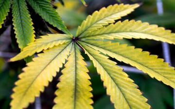 Yellowing cannabis leaf with green edges and serrated margins. image link to story