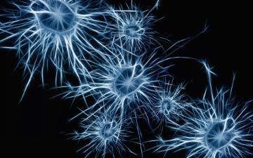 neurons image link to story