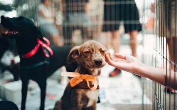 A person petting a dog wearing an orange bow tie. image link to story