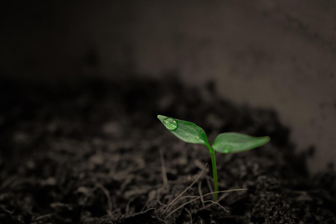 Plant sapling coming out of soil 