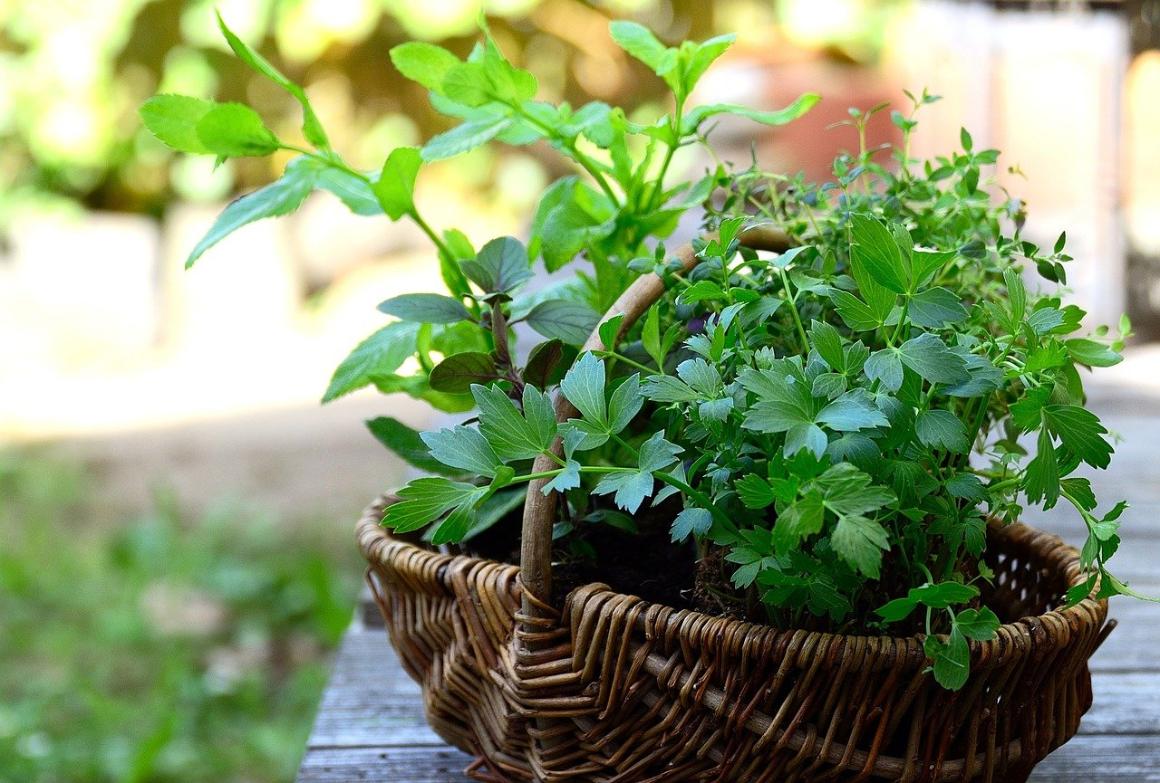 Herbs growing out of a wicker basket 