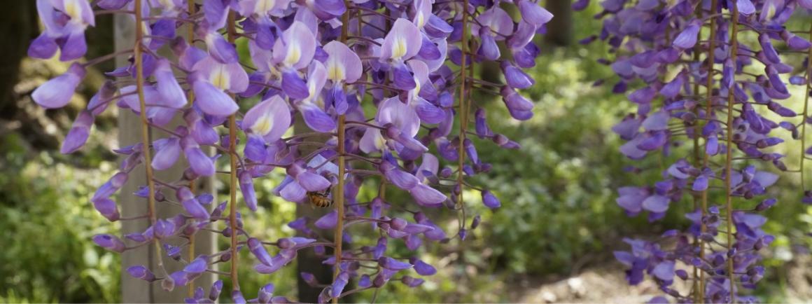 wisteria 