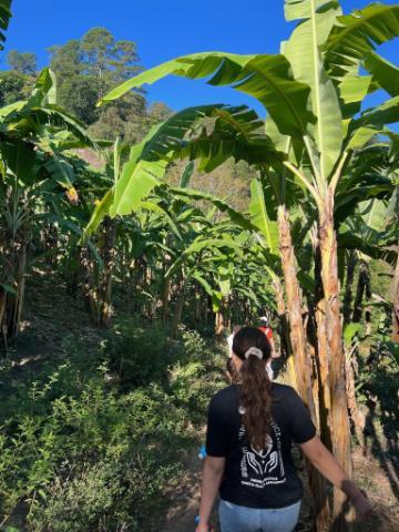 Gema in Chiapas, Mexico walking through coffee plantation