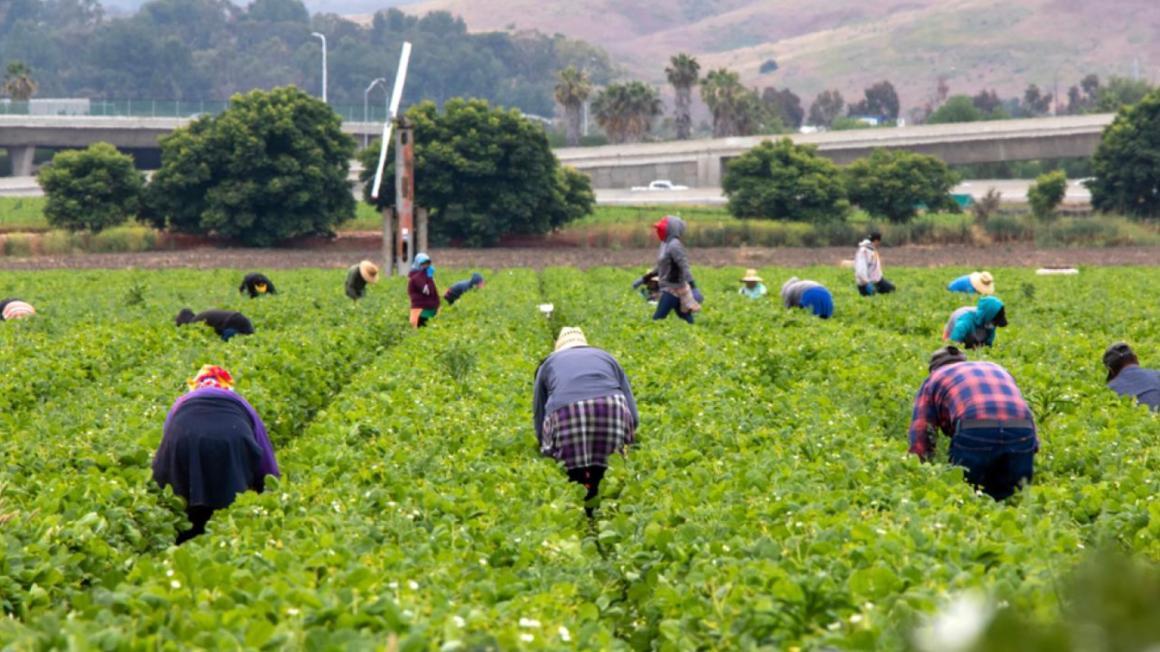 Half Moon Bay 1 - field workers 