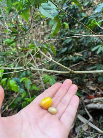 Coffee Plantation Yomol ATel hand with beans