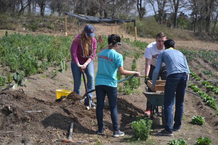 Four people working in a garden or farm, tending to plants.