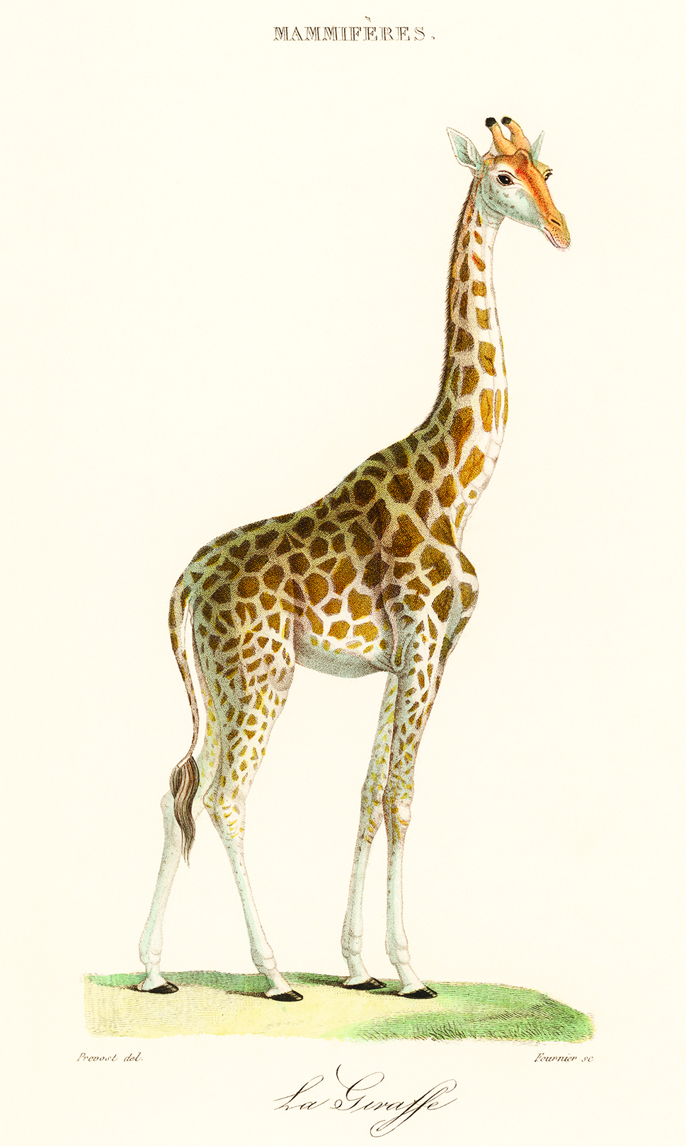 Florent Prevos, La Giraffe, 1837, rawpixel.com