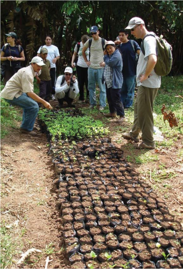 Group planting seedlings outdoors.