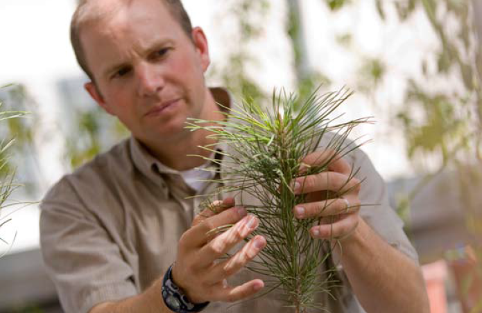 A person examining plants outdoors.