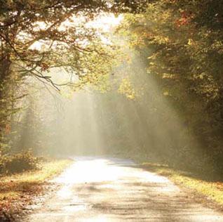 A sunlit forest path with rays filtering through trees.