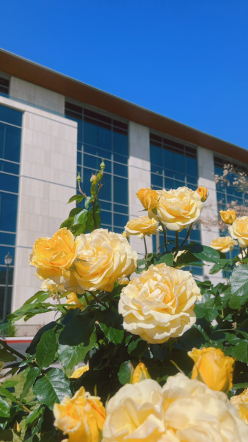 Yellow roses bloom in front of a modern building under a clear blue sky.