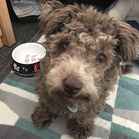 A small, shaggy dog looking up near a water bowl.