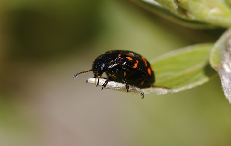 Willow Leaf Beetle