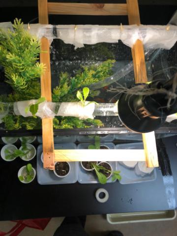An created an aquaponic system in his home during his senior year of high school. 