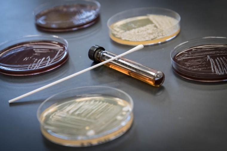 Engineering test tube and petri dishes  image link to story
