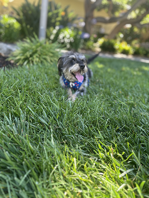 Small dog running through grass on Santa Clara University's campus