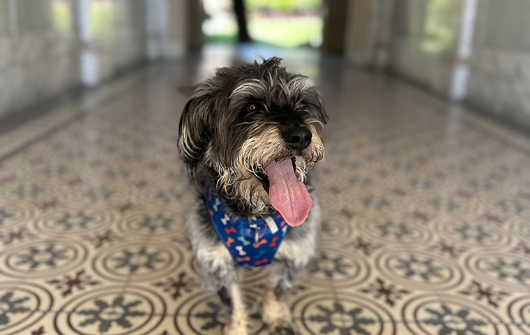 Dog in outdoor O'Connor hallway