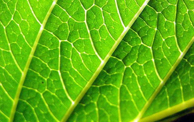 Closeup of green leaf with veins image link to story