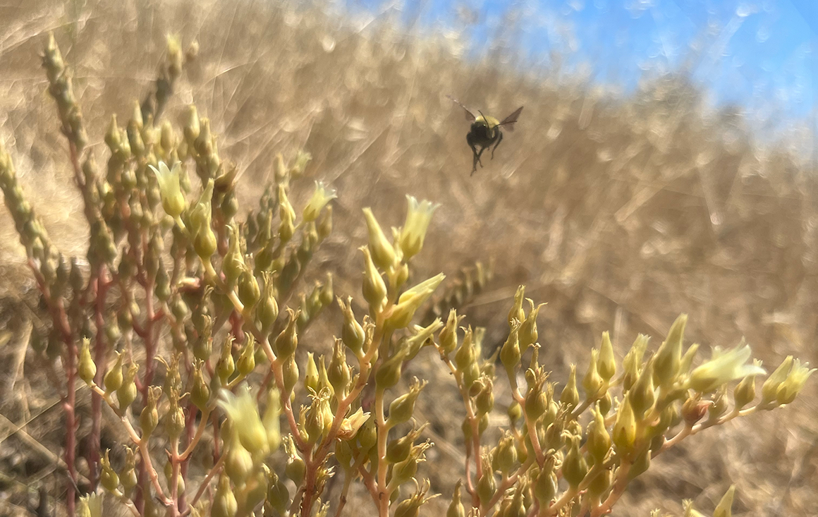 A bee flies around long, stalk-like, cream flowers among a grassy field.