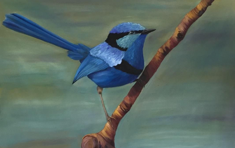 A blue wren perched on a branch