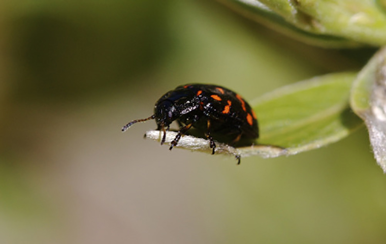 Willow Leaf Beetle image link to story