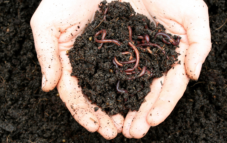 Worms and soil resting in two hands