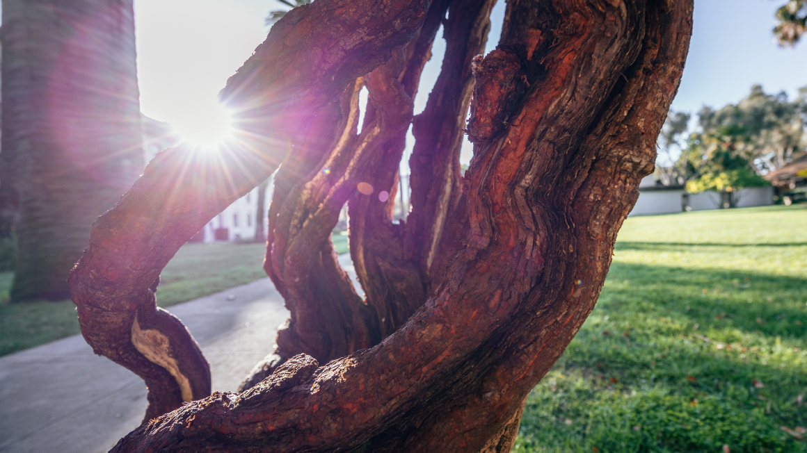 An image of a tree branch with sunlight passing through the different sections.