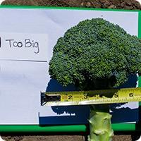 Picture of a broccoli crown being measured