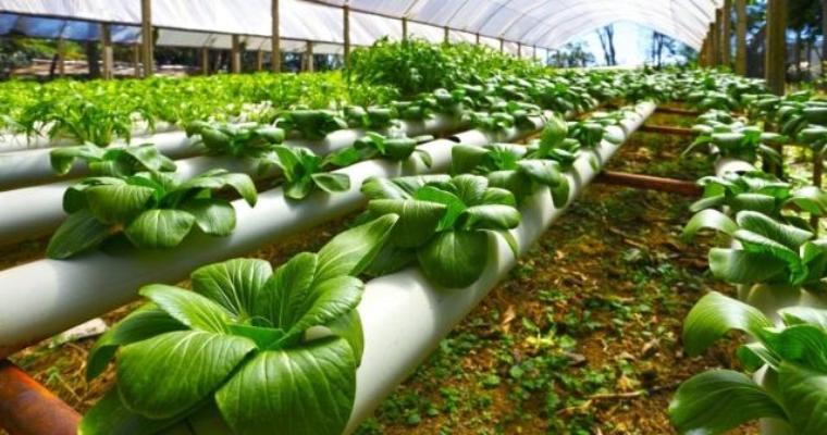 Rows of leafy greens growing inside a greenhouse.