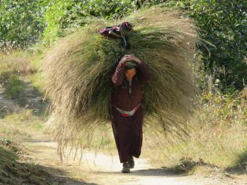 Carrying crops