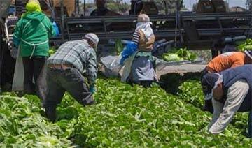 People harvesting food in a large field.