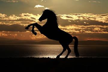 Silhouette of a rearing horse against a sunset sky.