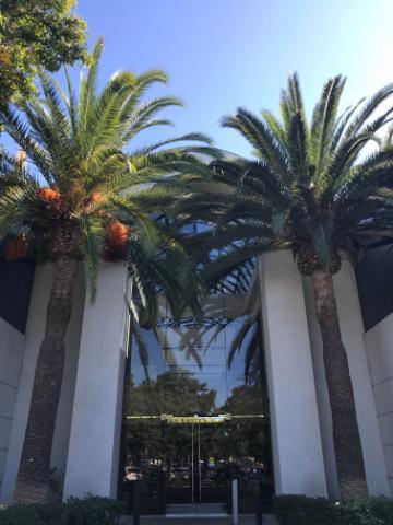 A modern building entrance framed by tall palm trees.