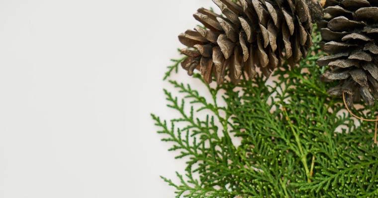 Winter pine cone and pine needles