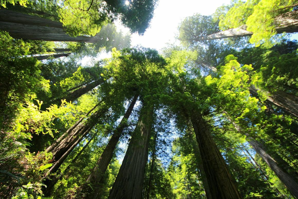 Redwood trees