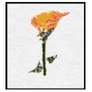 Golden Poppy Inc