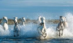 White horses stampeding across a river.