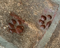Paw prints on an adobe floor tile.