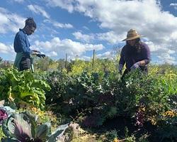 Two people working on a farm.